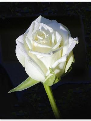 A 1 rose blanche