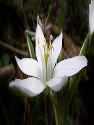 fleur